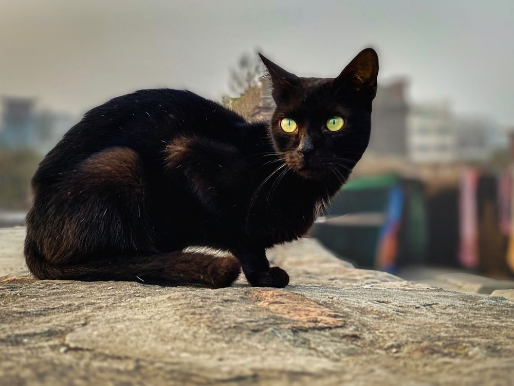 Photograph by Md. Farhan Rahman