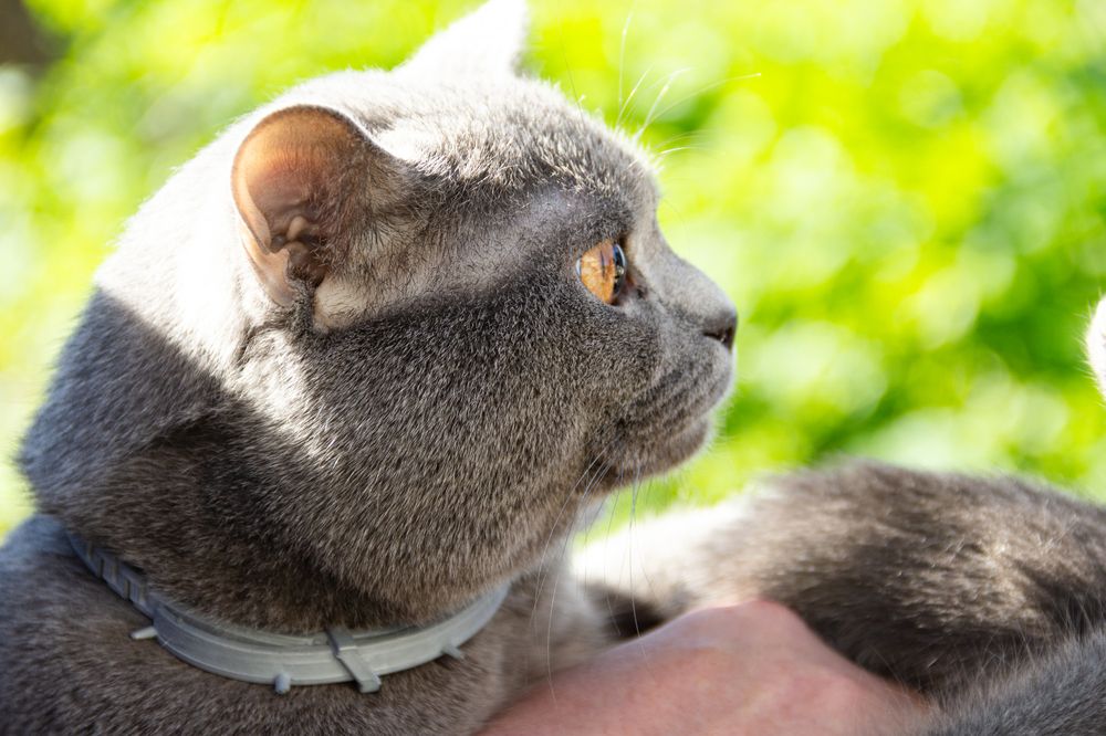 Photograph by Shamonina Marina