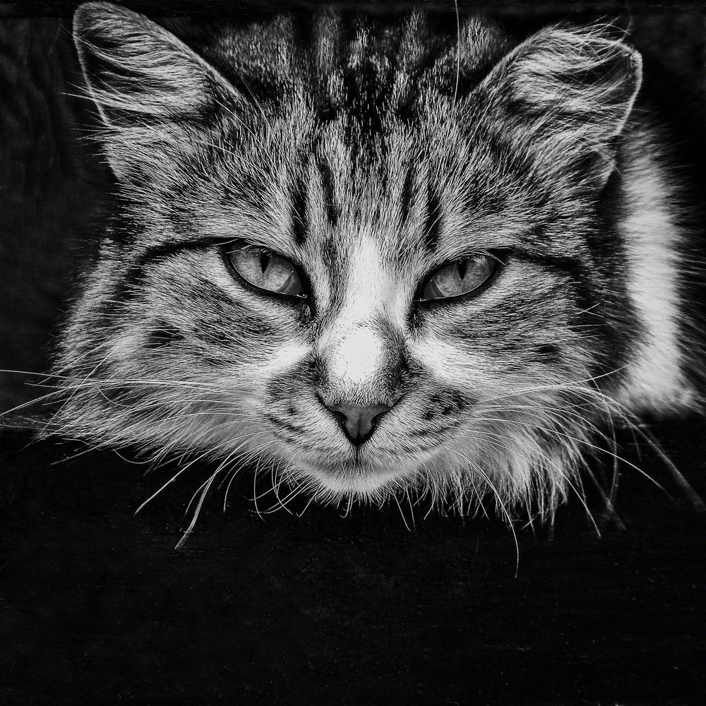 Photograph by Nikolai Barchan