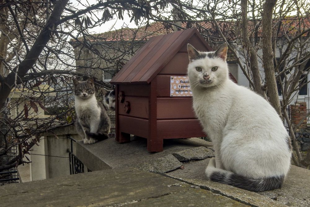 Photograph by Nikolai Barchan