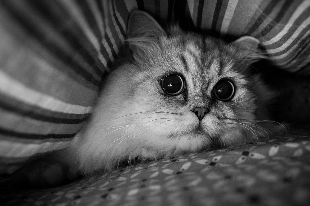 Фотография автора Александр Вячеславович