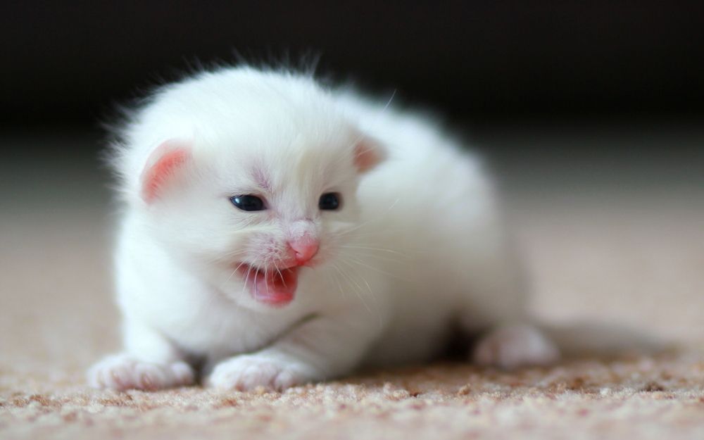 Photograph by Юлия Щетинина