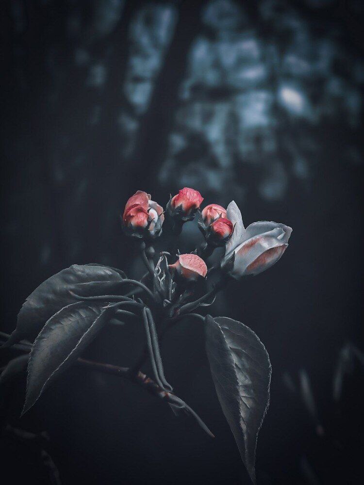 Photograph by Serg