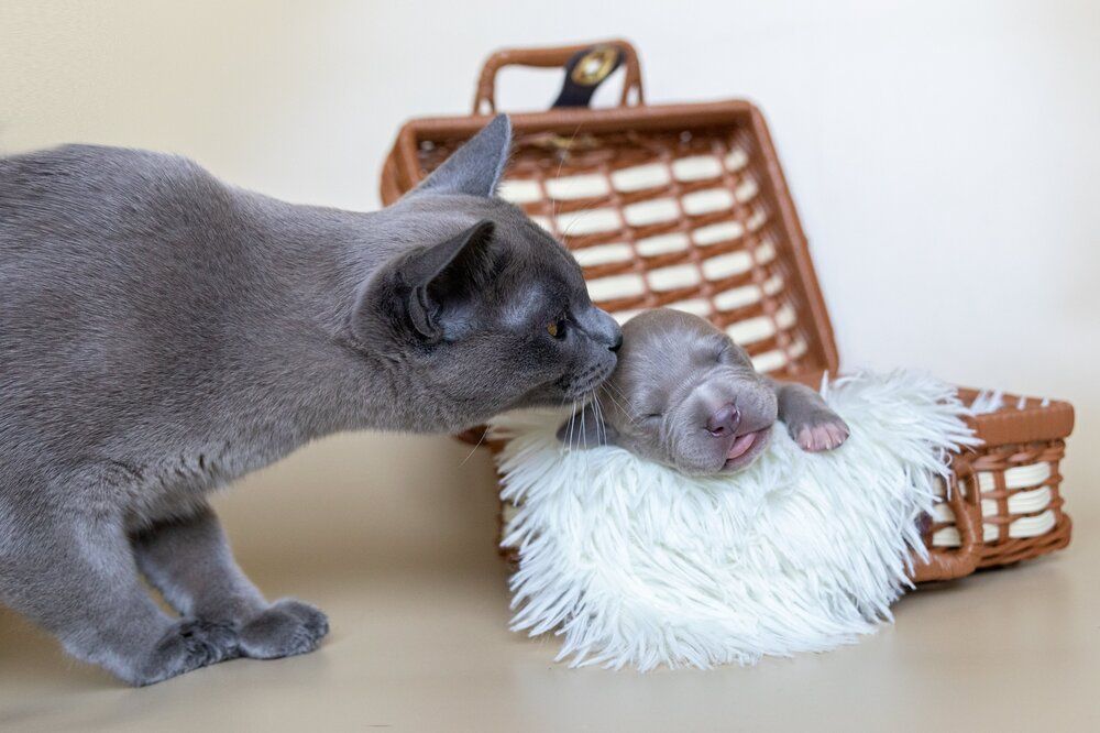 Photograph by Наталья Носова (Кучеренко)