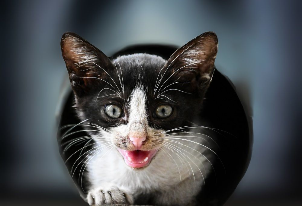 Photograph by Dr Bijon Ghosh