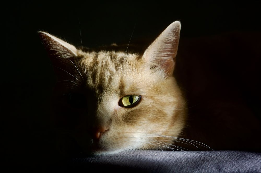 Фотография автора Ярослав Качура