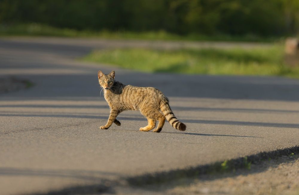 Wildcat crossing the road