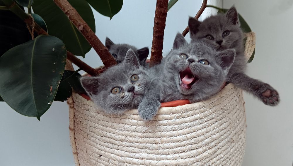 Фотография автора Александр