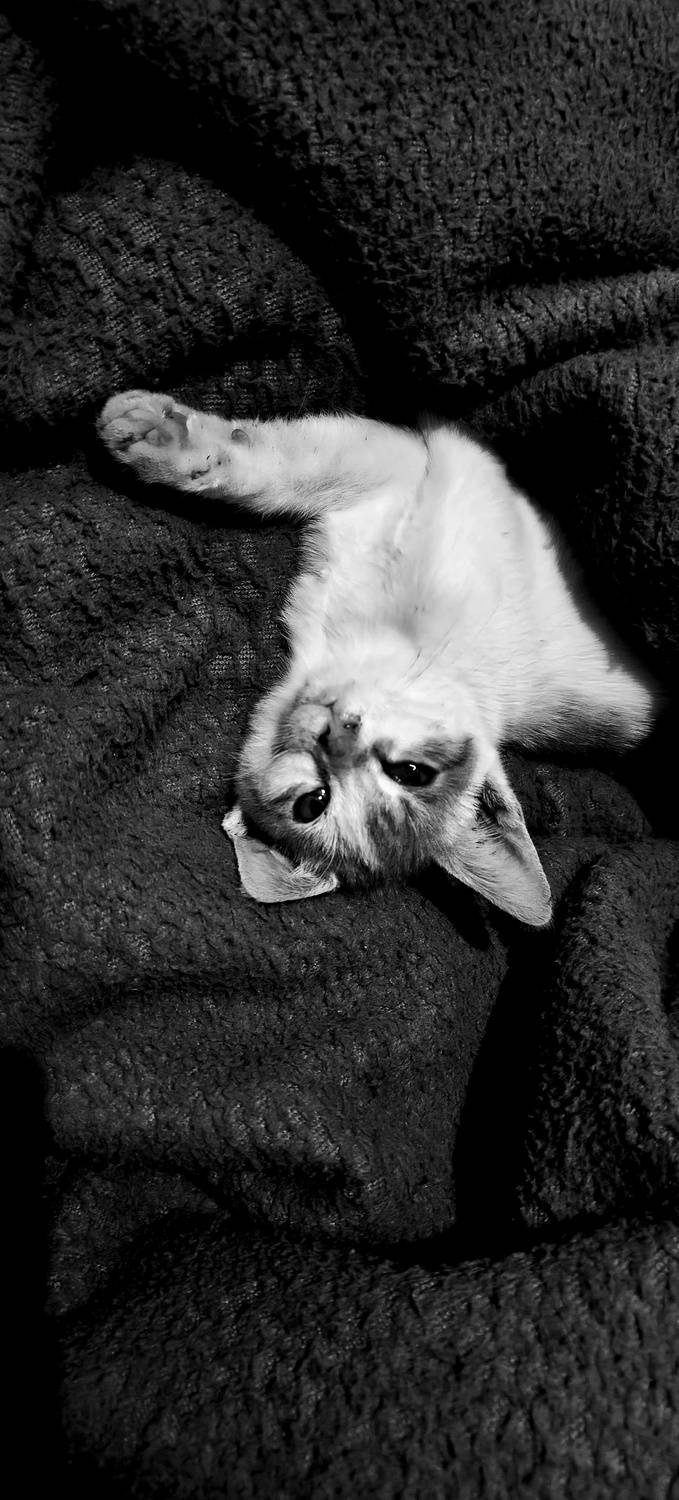 Monochrome Mischief: The Upside-Down Royalty