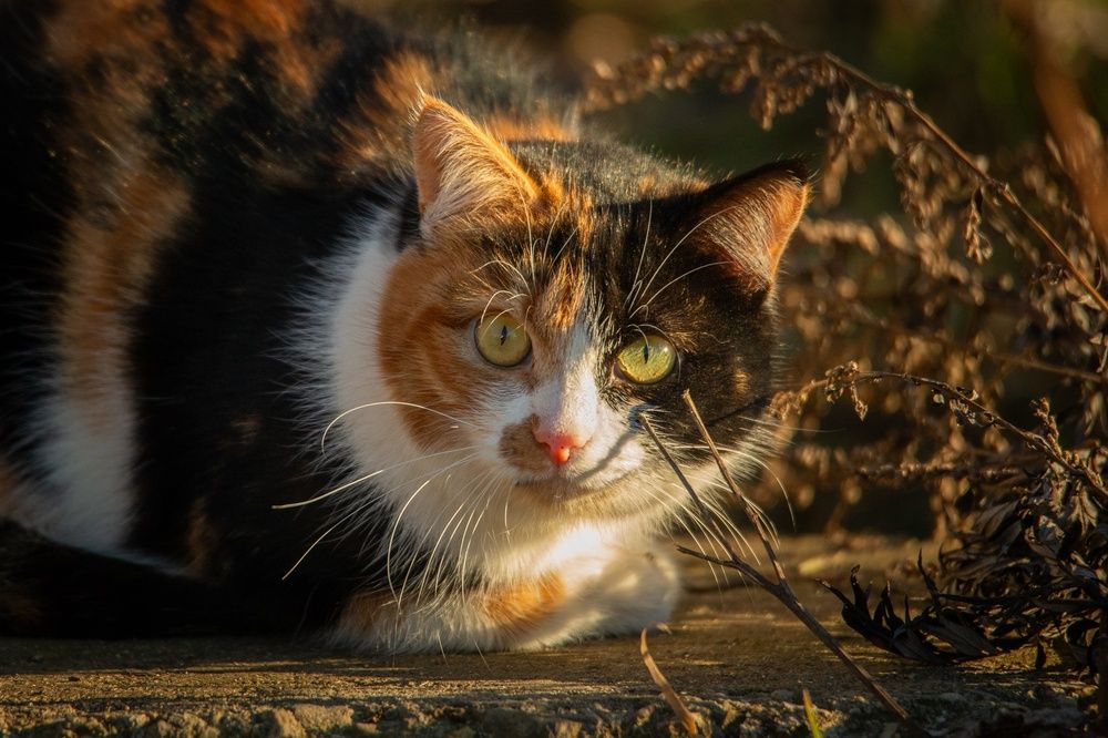 Photograph by Фомочкин Алексей