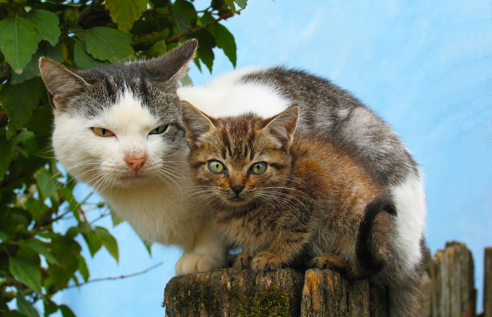 Photograph by Gurdina Lena