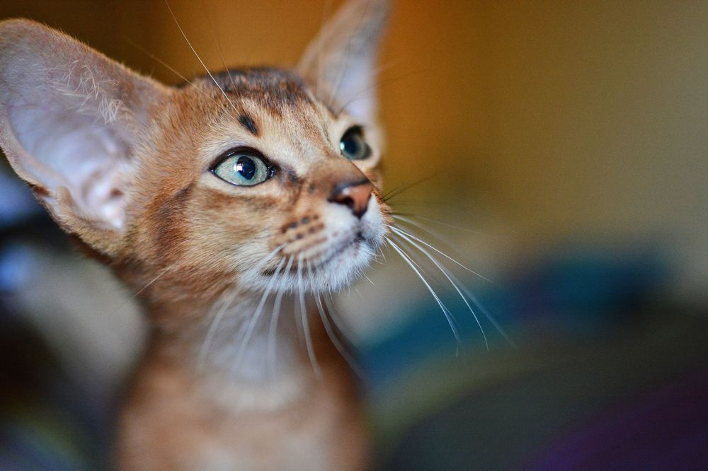 Photograph by Gurdina Lena