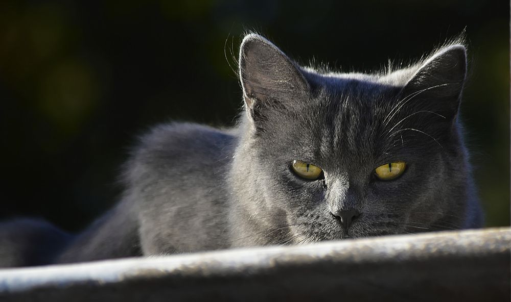 Photograph by Алексей Парамонов