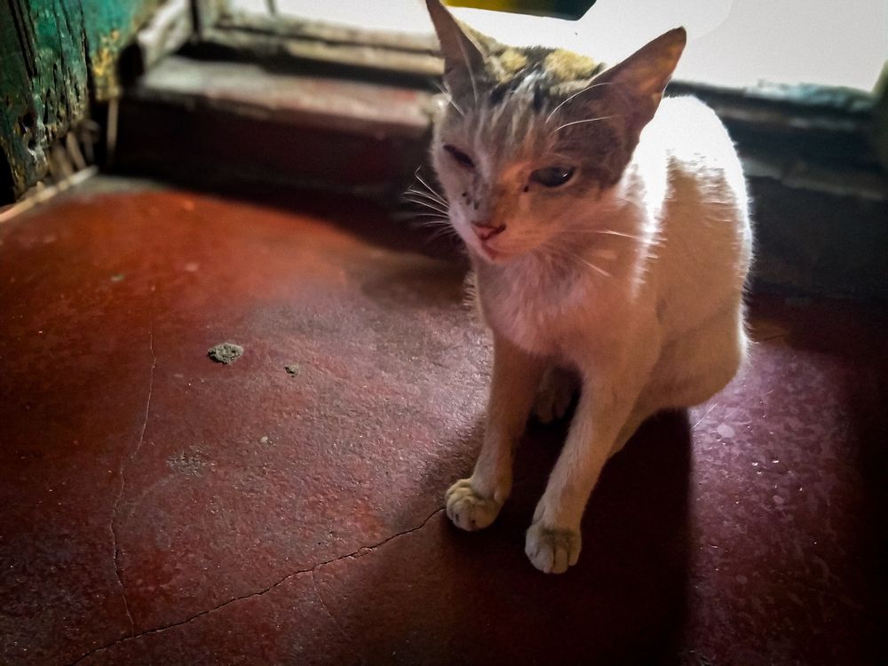 Photo #12204433