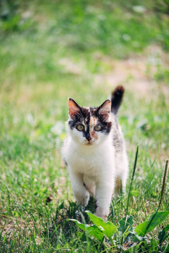 Уличная незнакомка