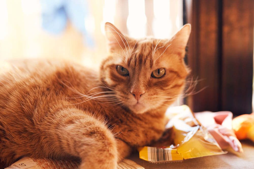 Photograph by Tjaša Završnik