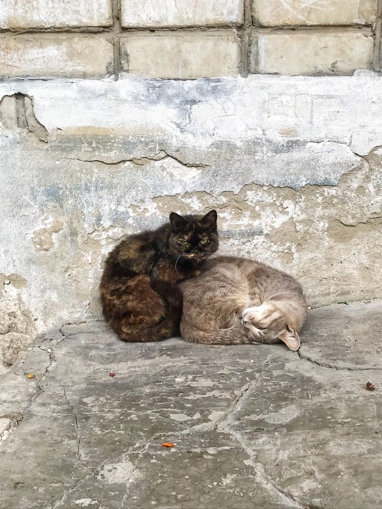 Уличные подруги