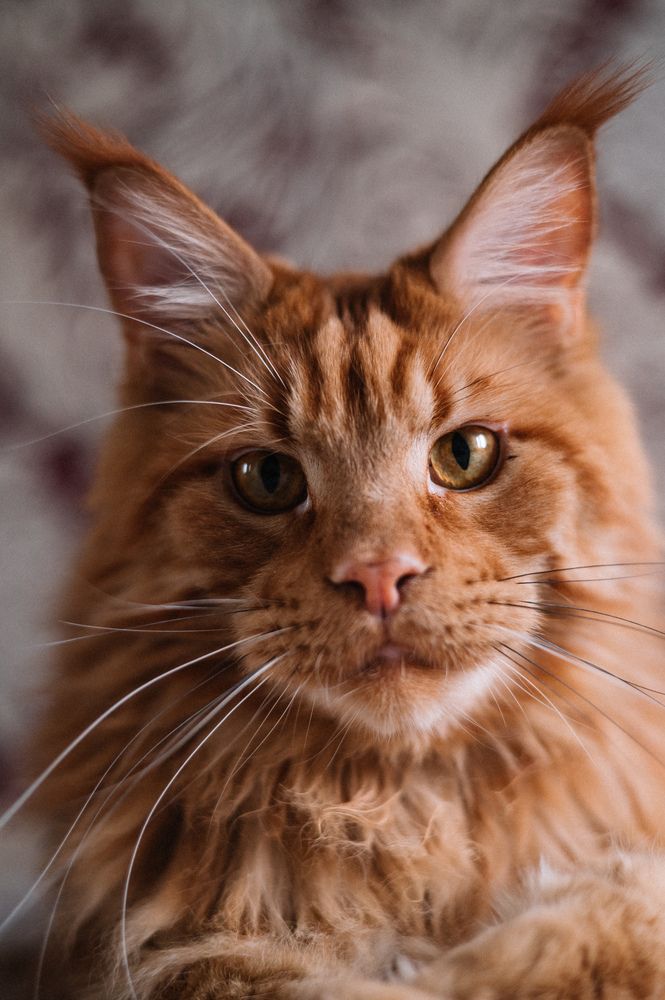 Photograph by Светлана Субботина