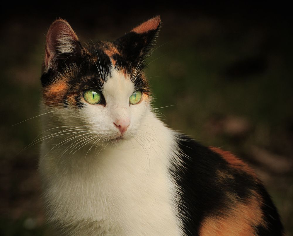 Photograph by hasan sorena jouri