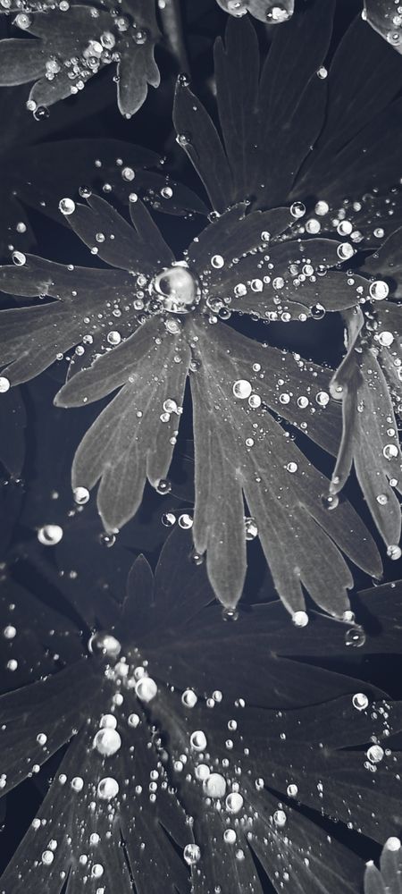 Фотография автора Светлана Сажаева