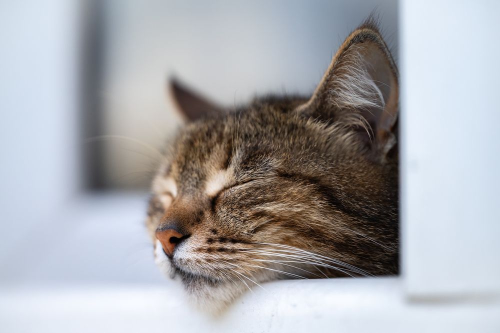 Фотография автора Дмитрий Referee