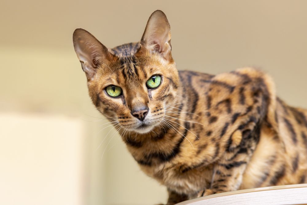 Photograph by Максим Мураков