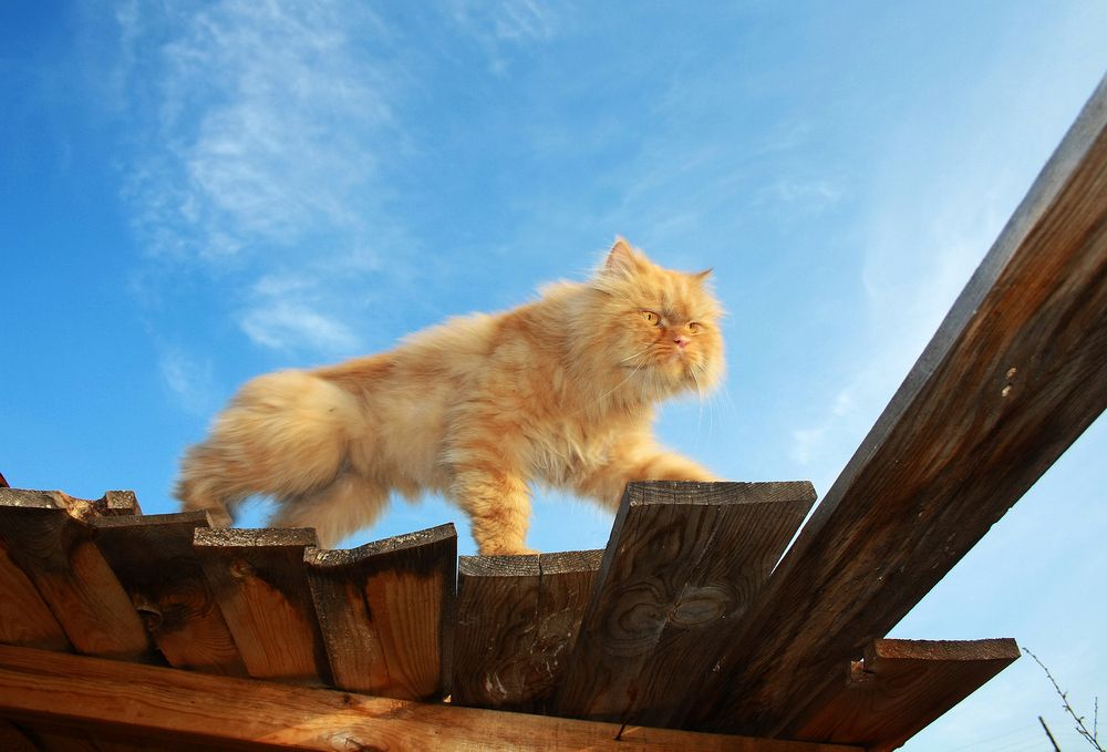 Photograph by Сосновских Вячеслав