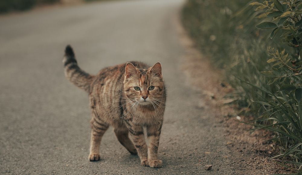 Photograph by Aлена Канхар