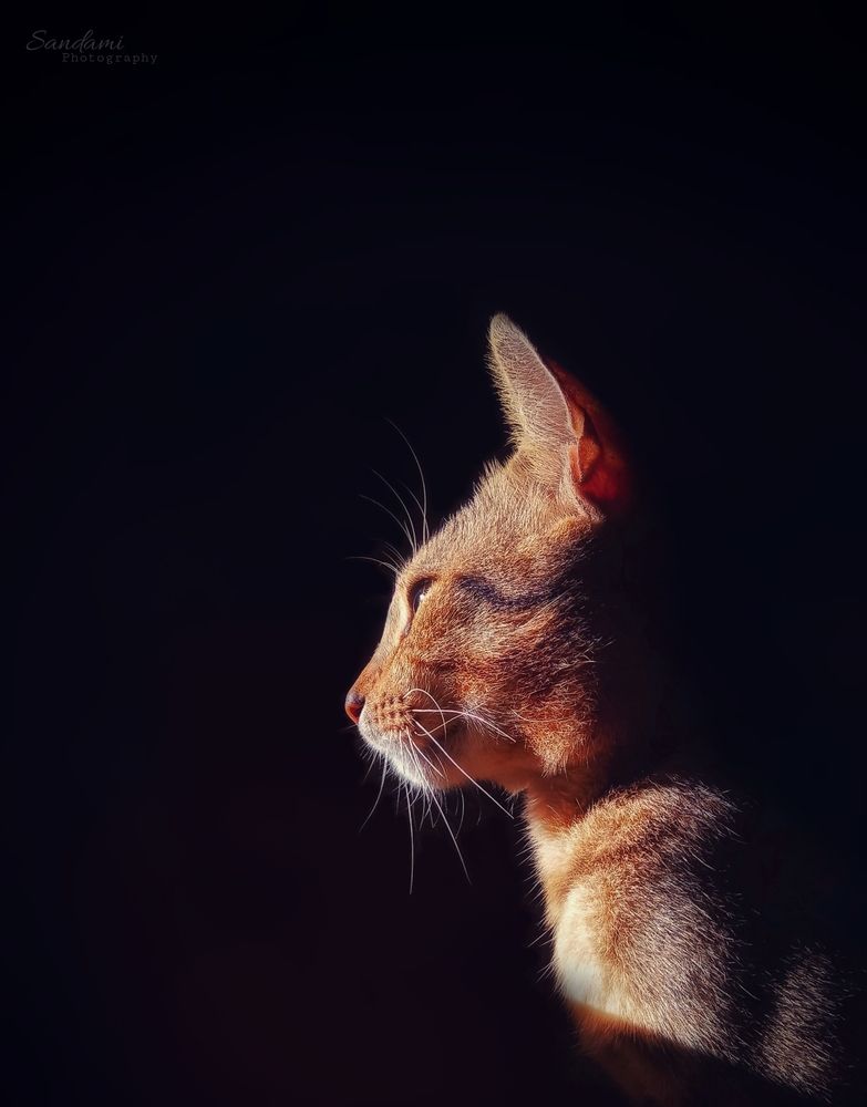 Фотография автора Sandaru H  Abeyrathne