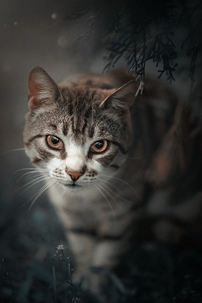 Photograph by Татьяна Максакова