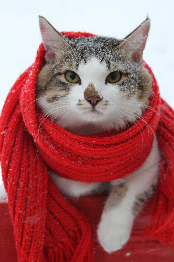 Photograph by Елена