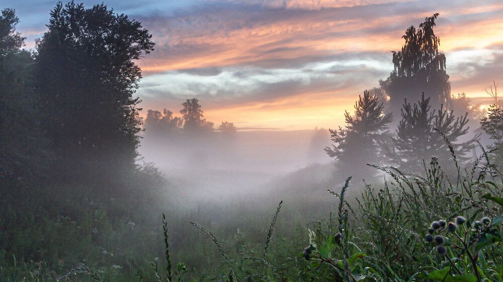 ТУМАН И РОСА