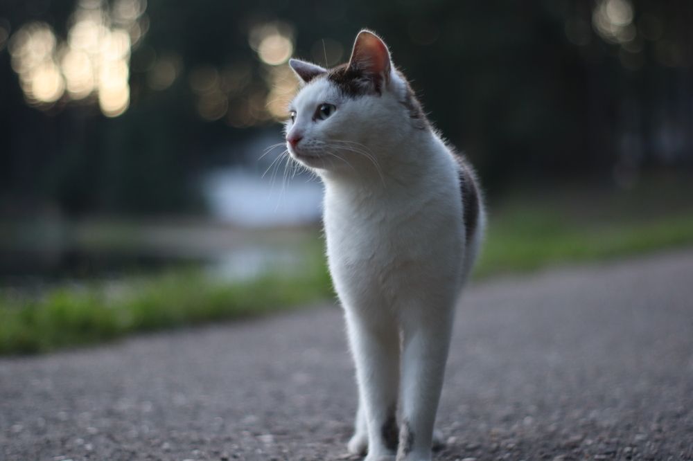 Photograph by KOREYSHA ILYA