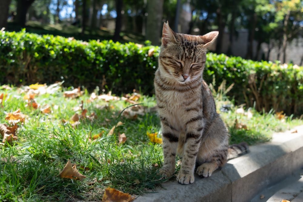 Фотография автора Alexander Pakhomov