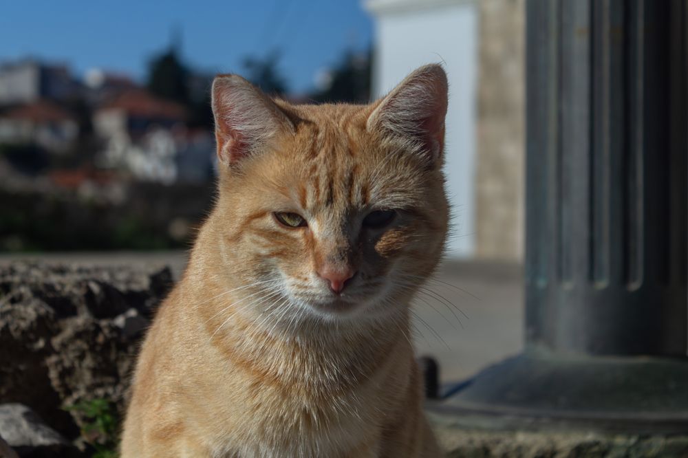 Фотография автора Alexander Pakhomov