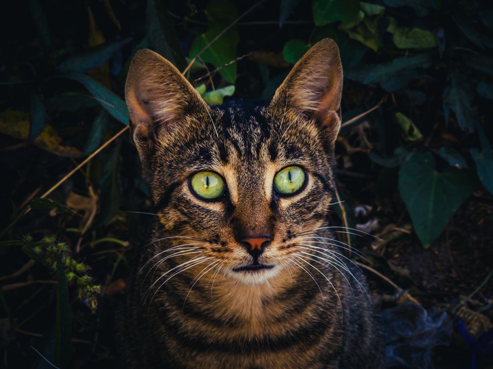 A cat with striking green eyes lounges in the grass, surrounded by nature\'s beauty