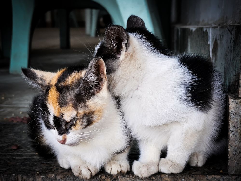 Фотография автора Ahmed Diab