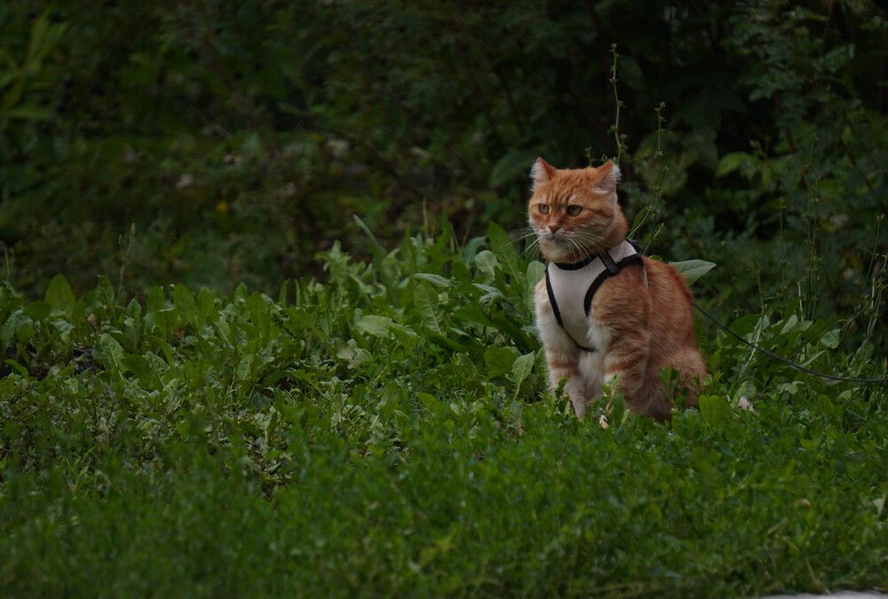 Photograph by Максим Шевченко