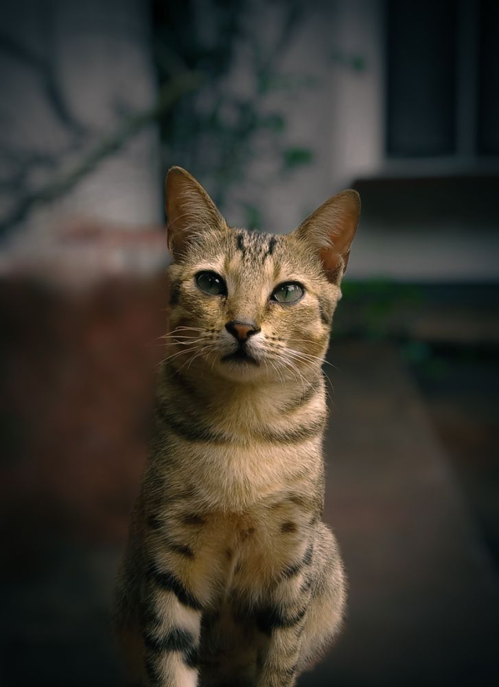 Фотография автора Sandaru H  Abeyrathne