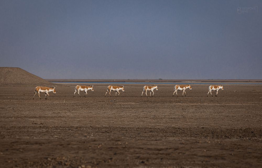 Photograph by Hardik Shah