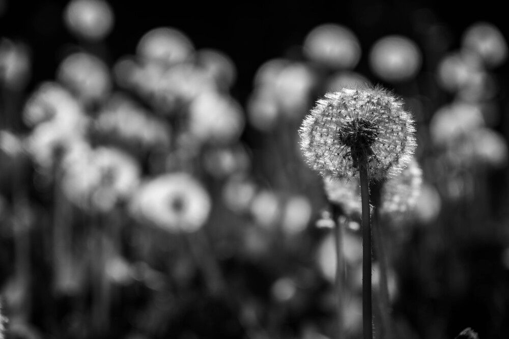 Photograph by Максим Шевченко