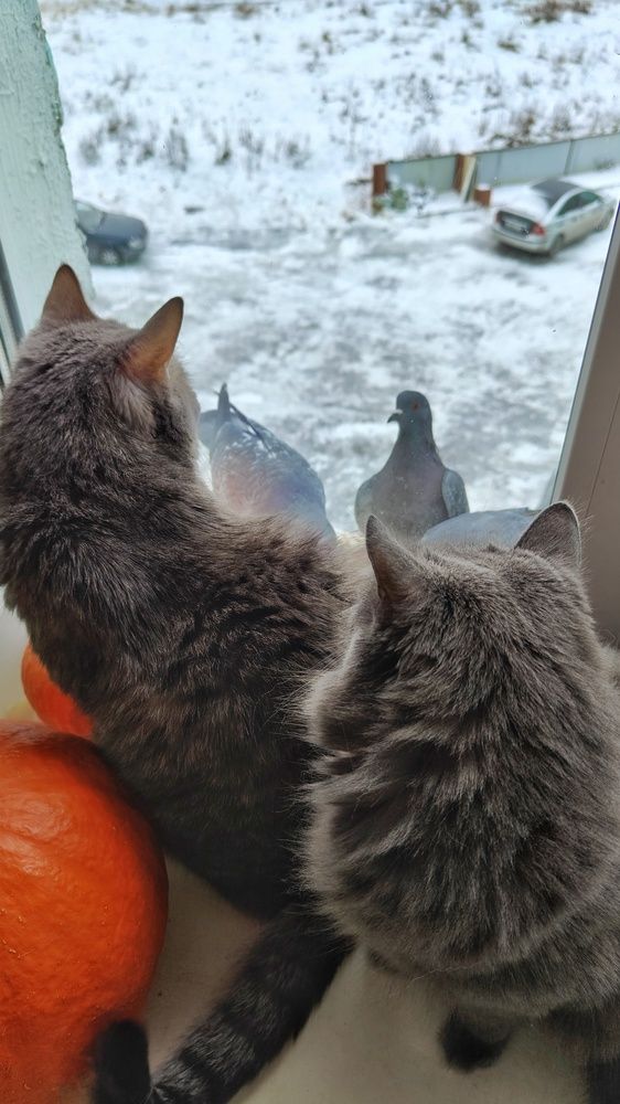 Photograph by Нина Кольман