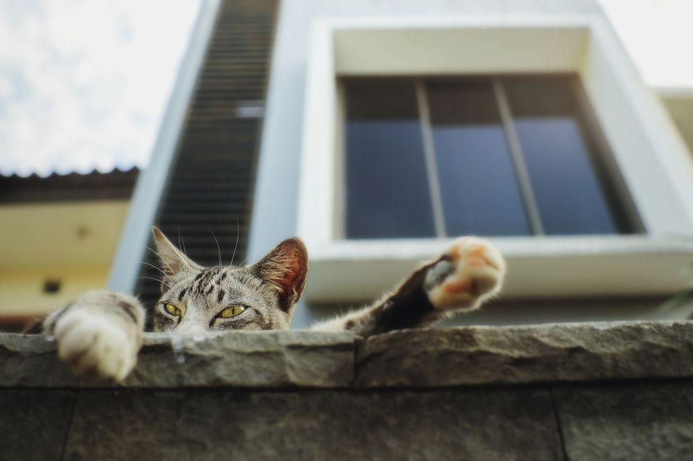 The expression of a cat