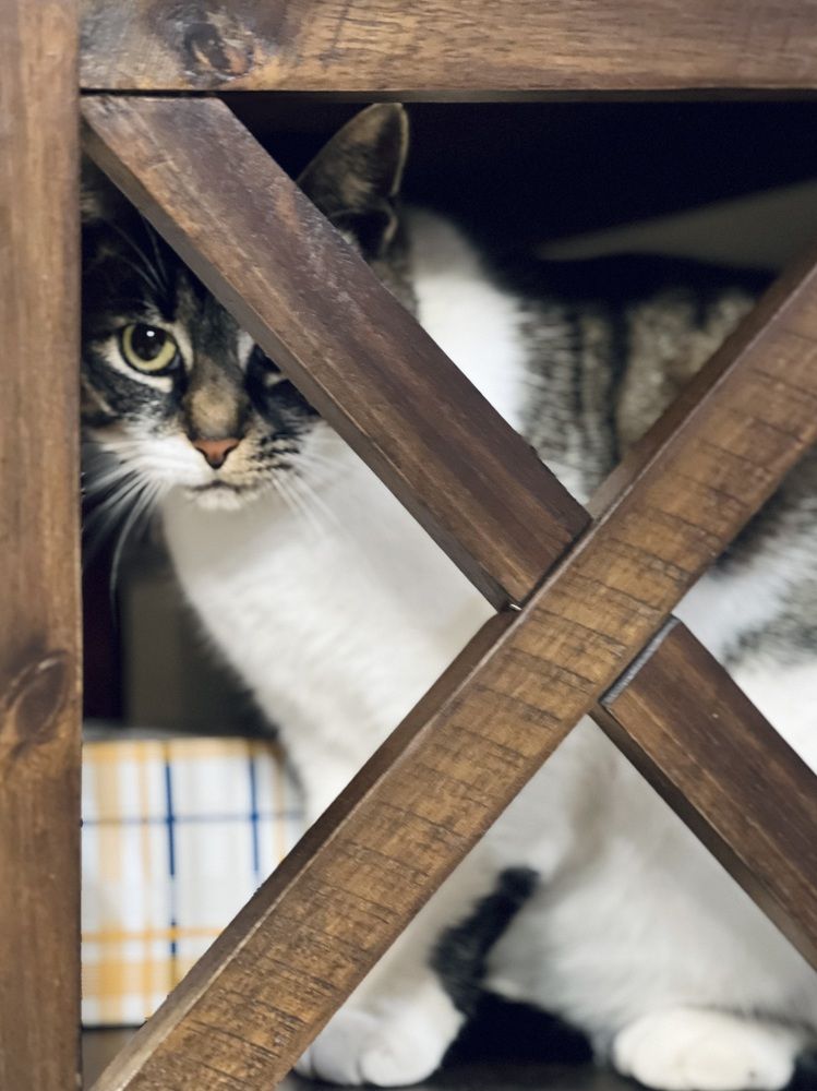 Фотография автора Veera Holdai