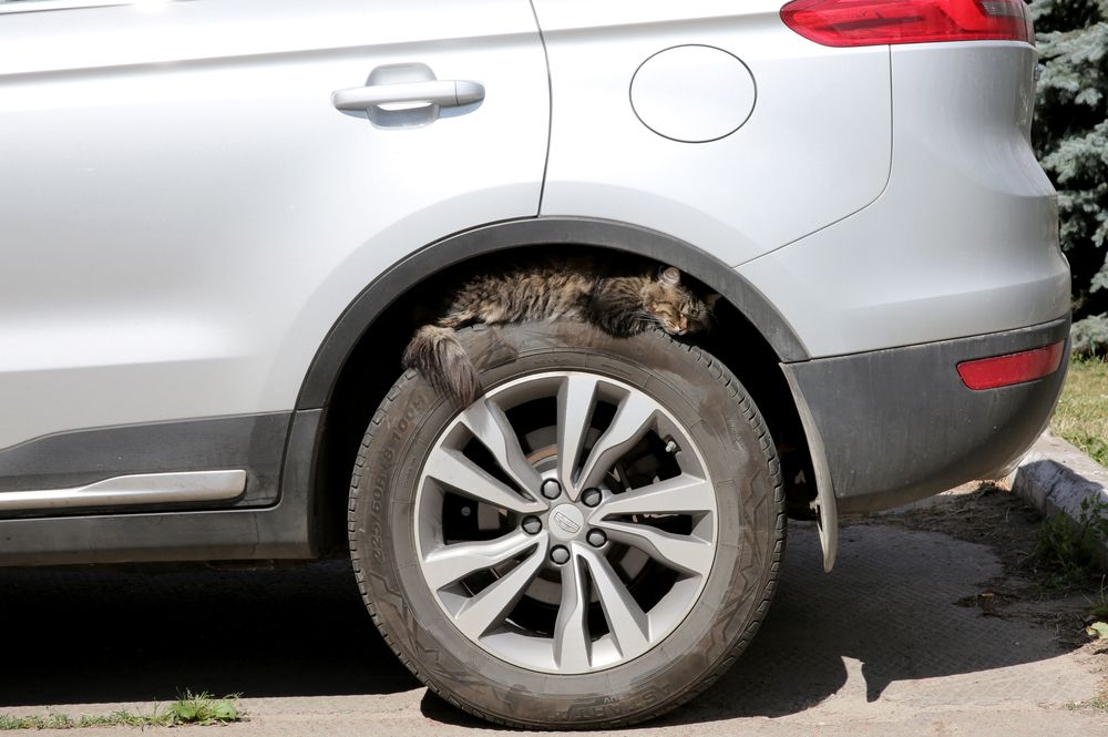 Фотография автора Николай Семенец