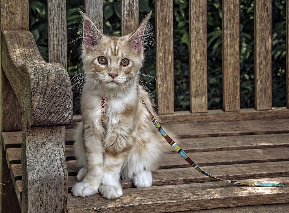 Фотография автора Александр