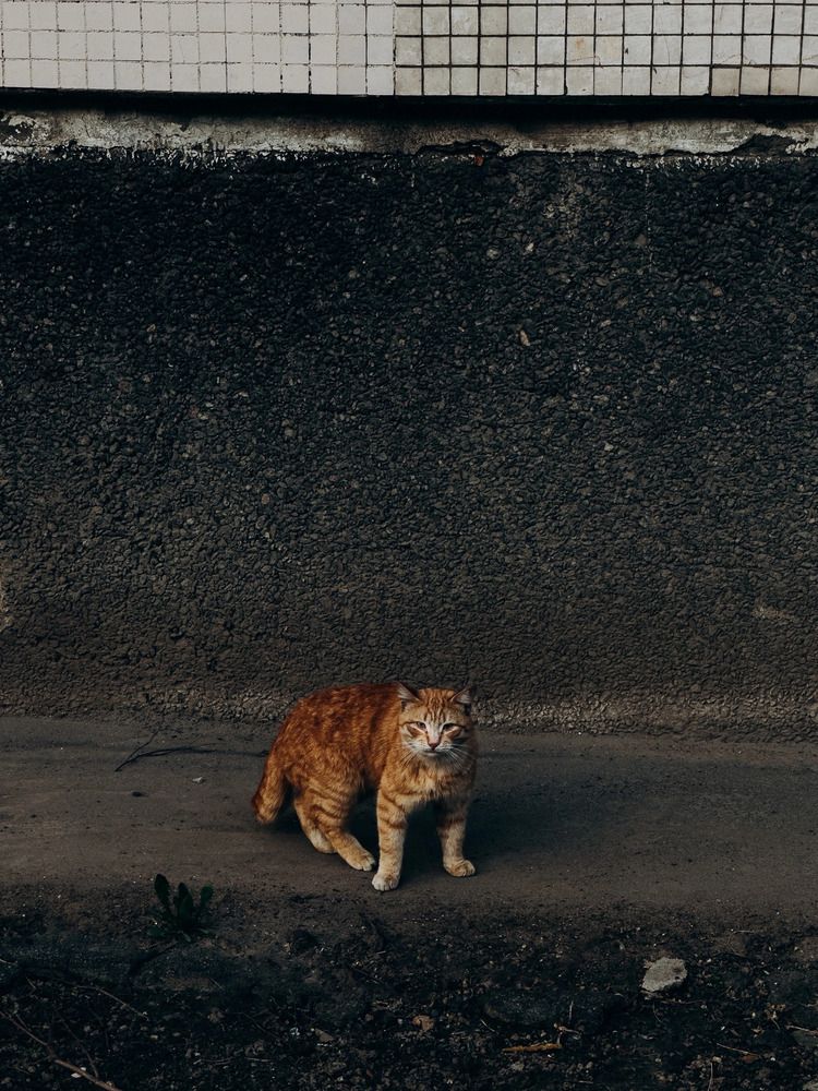 Photograph by Алиса Нежинская