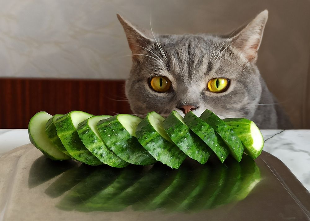 Любитель огурцов!