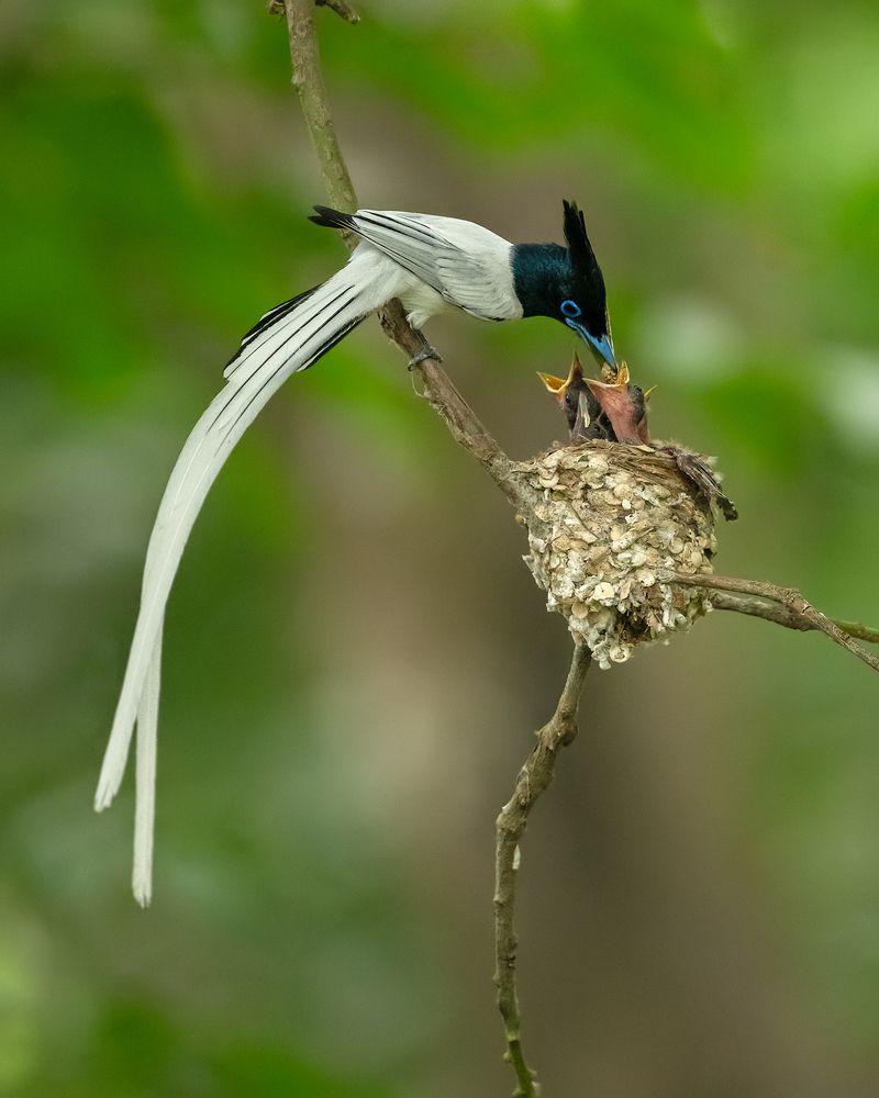 Photograph by Soumik Biswas