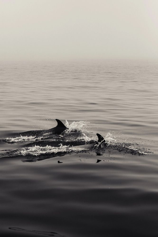 Photograph by Алиса Нежинская